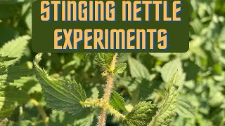 Stinging Nettle Experiments  Harvest and Preservation [upl. by Noid]