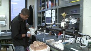 How Are Dinosaur Fossils Prepared in the Laboratory [upl. by Arliene213]