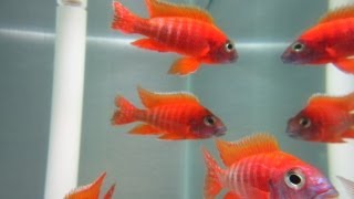 How To Breed African Cichlids [upl. by Zobkiw]