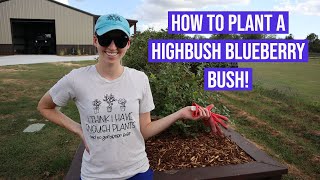 How To Plant a Highbush Blueberry Bush [upl. by Lincoln]