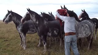 INCREIBLE TROPILLA ENTABLADA DE 10 CABALLOS  VENDIDA  WWWLOSEQUINOSCOM [upl. by Radnaskela583]