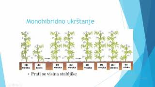 Monohibridno ukrštanje Mendelova pravila prvi deo [upl. by Yelnahs]