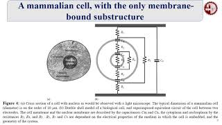 Theory of Electroporation [upl. by Etnaud]