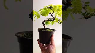 Tamarindus indica progress bonsaiprojects bonsaiwork bonsaitree indoorbonsai plants bonsai [upl. by Zacharias]