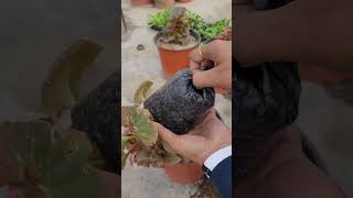 Begonia flowering plants को कैसे रिपोट करें  how to repott begonia plant [upl. by Liew]