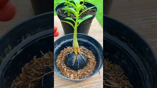 Desert Rose Plant Root Training shorts adenium roots plant viralvideo youtubeshorts [upl. by Ferrel]