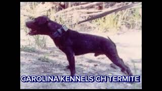 CAROLINA KENNELS CH 4xW TERMITE ROM [upl. by Nnylharas173]