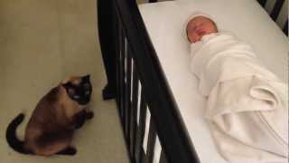 Siamese Cat gets caught stalking and spying on a newborn Baby [upl. by Theodor]