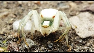 Into The Wild Finding Misumena vatia [upl. by Elayne]