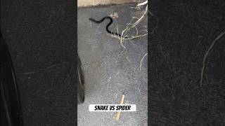 Snake vs spider [upl. by Initof]