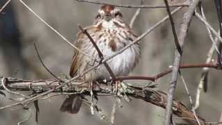 Song Sparrow Calling [upl. by Merlina]