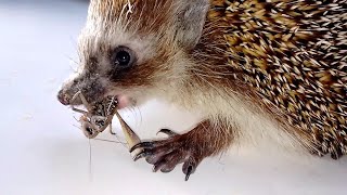 Ëжик поедающий насекомое Hedgehog eating insect [upl. by Shelman]