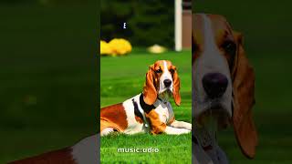 Adorable Basset Hound Sleeping Faces Compilation🐶shots dog ai [upl. by Jonati780]