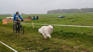 Schlittenhunderennen Oberndorf 2024 [upl. by Therese]