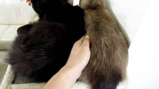 しおとティーちゃんべったり。Theo the cat sticks close to Thea [upl. by Yaj]