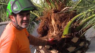 Cirugía por Picudo en Phoenix Canariensis [upl. by Babette]