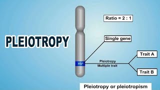 Pleiotropy  12th Std  Biology  Science  CBSE Board  Home Revise [upl. by Odraleba]