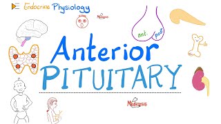 Anterior Pituitary Gland  The 10 Commandments of Endocrinology  Endocrine Physiology [upl. by Nilecoj]