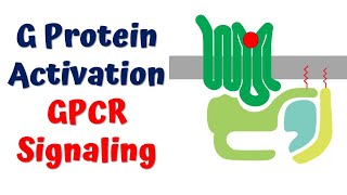 G Protein Activation In GPCR Signaling [upl. by Hardwick394]