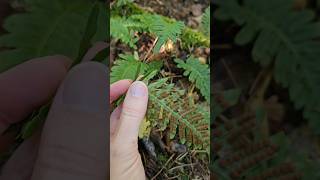 The common polypody Polypodium vulgare nature fern plants [upl. by Thibaud103]