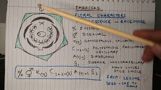 Description of Fabaceae Family Morphology Biology [upl. by Ahsennod]