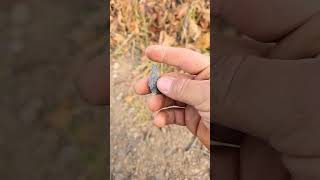 Arrowhead hunting on a fourwheeler Trail upstate New York [upl. by August]