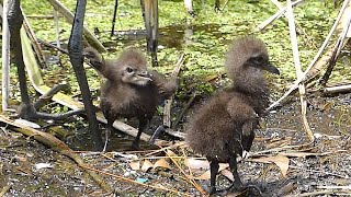 Limpkin Chicks Fight Each Other for Food [upl. by Idnyc]