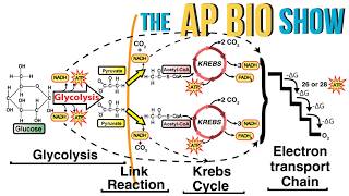 Cellular Respiration Explained for AP Bio Students Like You [upl. by Rebliw523]