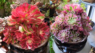 Growing Beautiful Aeonium Pink Witch  Soil Cuttings amp Potting  Growing Succulents with LizK [upl. by Alie246]