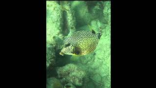 Trunkfish fish coralreef underwater trunkfish [upl. by Ahgem]