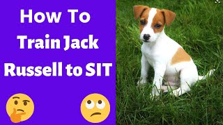 How to Train a Jack Russell to SIT [upl. by Affay]