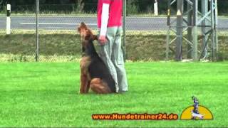 Airedale Terrier quotPitt von der Heinrichsburgquot [upl. by Harday290]