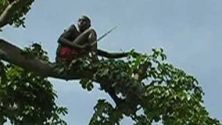 Emondage de baobab au Sénégal [upl. by Nodnek]