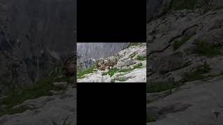 Ibex in Slovenian Alps mountains climbing ibex [upl. by Einwahs]