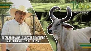 Guzerat Una de las Razas de Ganado mas Eficientes en el Tropico  TvAgro por Juan Gonzalo Angel [upl. by Eidoj]