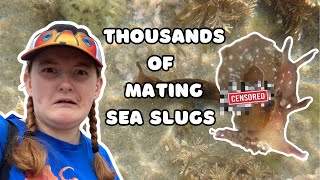 How Do Sea Hares Mate Marine Biologist Rockpooling Vlog [upl. by Georgine]