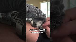 Your daily reminder 😉 remix africangrey recall parrotflying parrot [upl. by Mortie606]