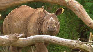 zoo de la flèche moins cher [upl. by Atiluap]