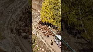 In Autumn  Turning the Sheep to Winter Pastures  Altai  Xinjiang  China [upl. by Von]