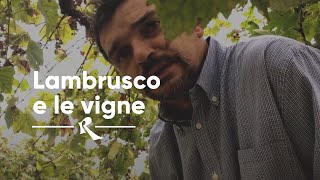 PALTRINIERI Lambrusco e le vigne [upl. by Beetner]