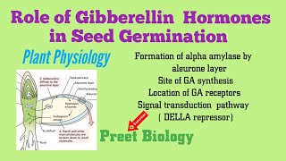 Role of Gibberellin Hormones in Seed Germination ll Plant Physiology [upl. by Ahsiekam]