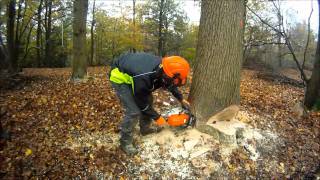 Tirfor Winch Assisted Oak Tree Felling  NPTC CS32 Chainsaw Course [upl. by Norah]