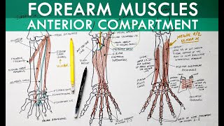 Forearm Muscles  Anterior Compartment  Anatomy Tutorial [upl. by Thalia]