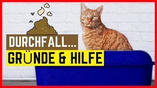 Katze hat Durchfall  Gründe Symptome amp Hilfe [upl. by Suoicul]