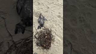 Dead birds on Tuncurry beach [upl. by Marciano709]