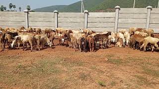 Sheep amp Goat Farm  routine  growth pest disease care  stage  sontiyam dated 13nov2024 [upl. by Mast922]