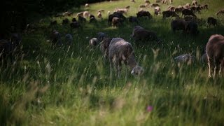 Les loups et nous [upl. by Valentino]