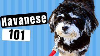 Havanese Dog 101  Dogs 101  Watch to learn all about the Havanese Dog [upl. by Naelcm517]