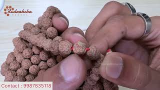 10mm Rudraksha mala JAVA • Astrologer SIDDHESH SALAVKAR • 9987835118 [upl. by Granlund216]