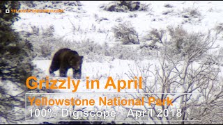 Grizzly Bear Awake in April in Yellowstone National Park [upl. by Nnylasor]